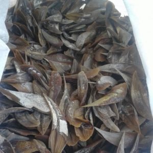Dried Operculum Shell